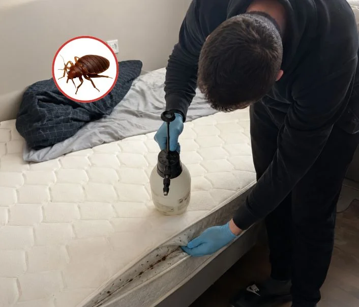 Technicien traitant un matelas contre les punaises de lit à Citry